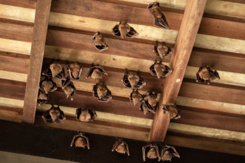 When Bats Get Into Your Plumbing: What To Do
