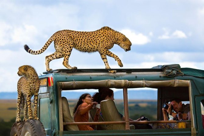 Discovering the Extraordinary: Masai Mara Safari Packages by Wild Voyager